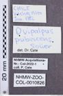 Etikette zu Ovipalpus pubescens (NHMW-ZOO-COL-0010826)